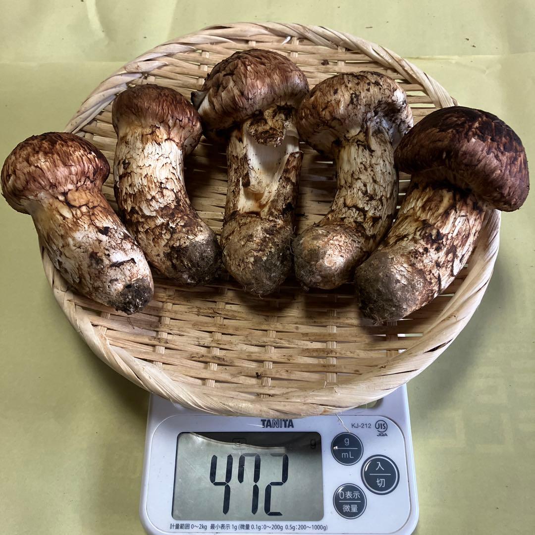 岩手県産松茸　472g