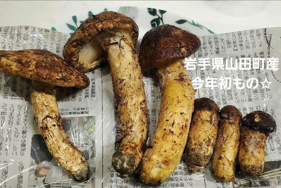 【令和7年度産 先週採れたて 岩手県山田町産 高級松茸】冷凍時280g 送料込★