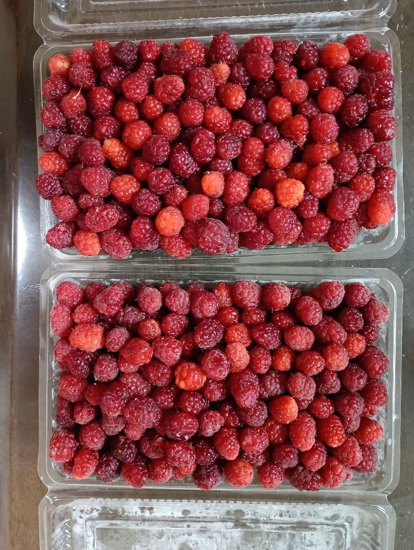 ラズベリー　 冷凍　3kg