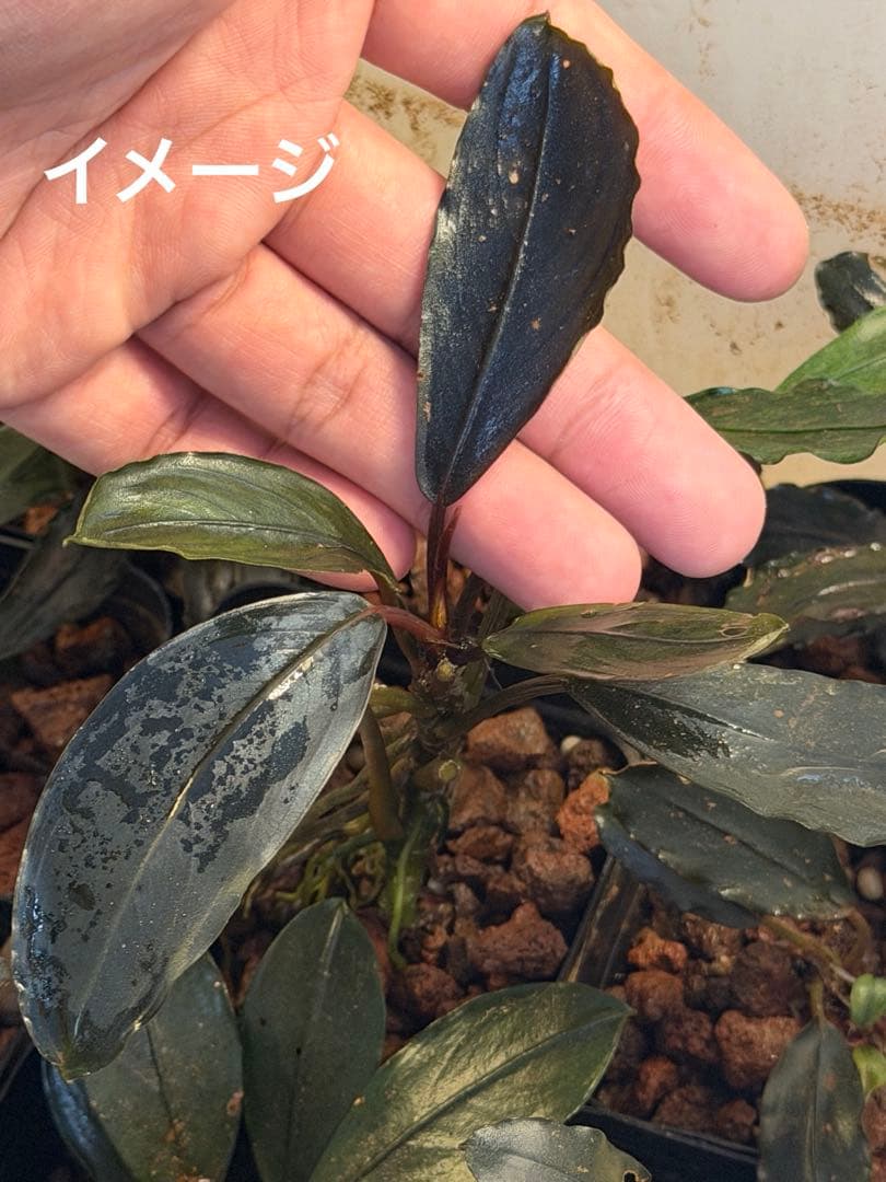 ブセファランドラ Bucephalandra 新種　名前まだありません