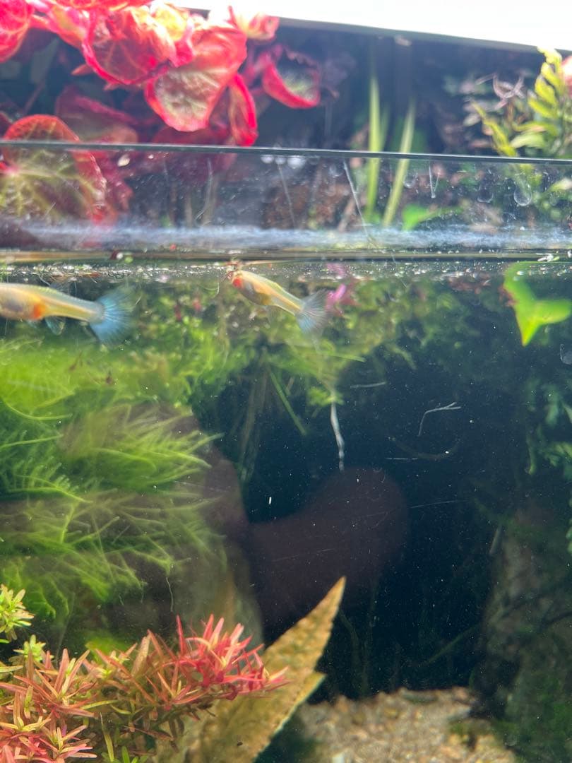 ADA 水草水槽 60cm RGBライト、CO2システム付き！オプション多数⭐︎