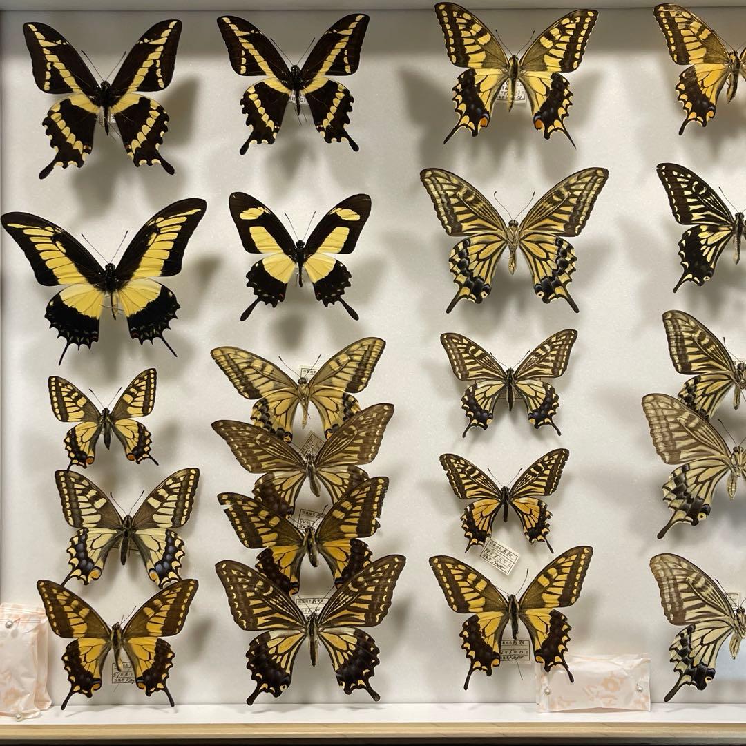 アゲハ蝶 UVドイツ標本箱セット