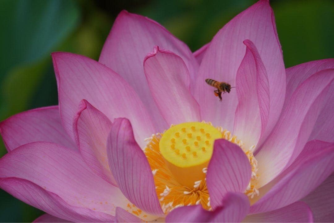 はちみつ　日本蜜蜂のハチミツ　奥山の奥の蜂蜜と花粉入りハチミツ
