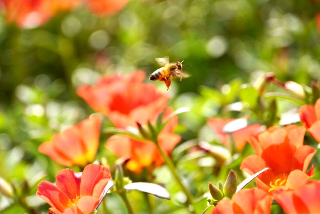 はちみつ　日本蜜蜂のハチミツ　奥山の奥の蜂蜜と花粉入りハチミツ