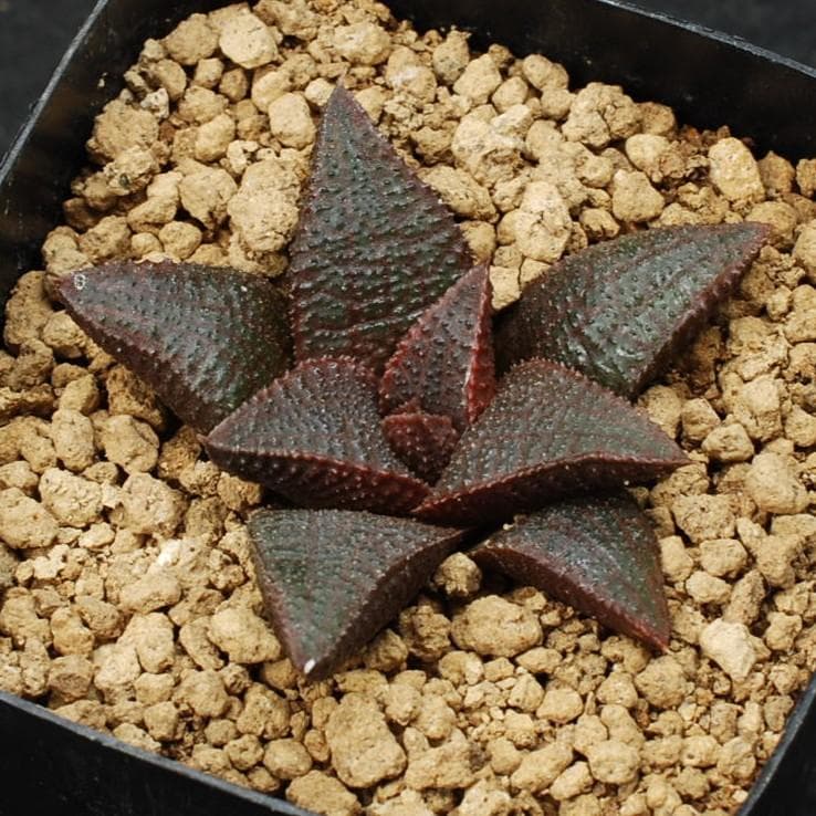 ハオルチア　マクマトリー　Transvaal、Verena　多肉植物260201