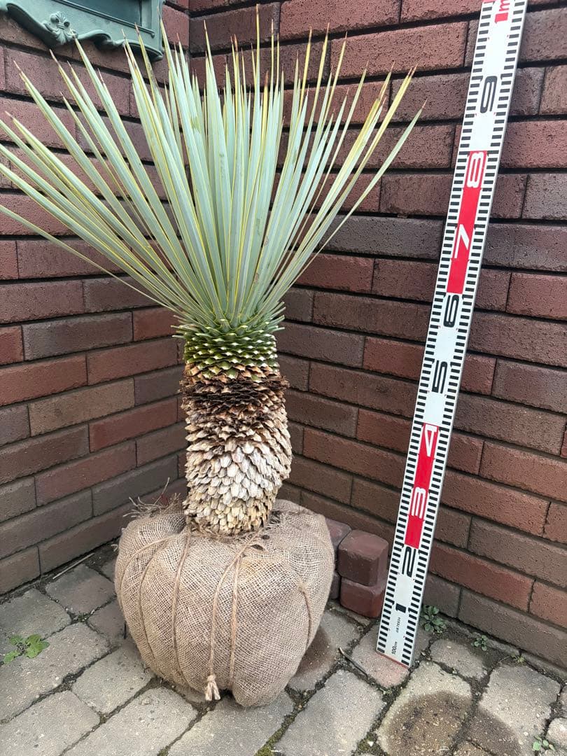 専用 ユッカ　ロストラータ　あ