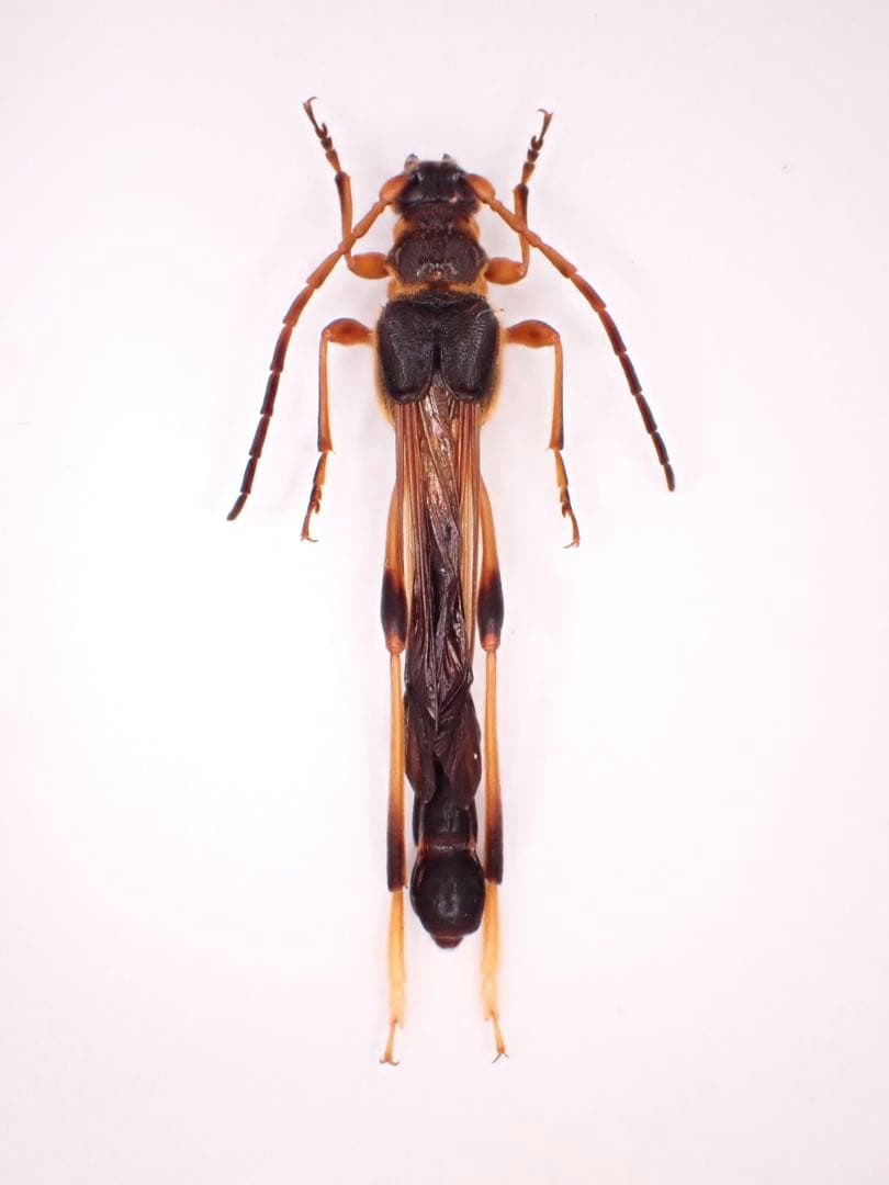 オニホソコバネカミキリ　オス