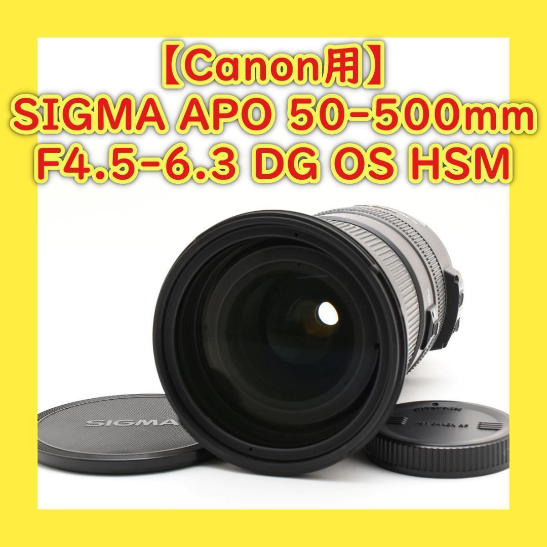 キヤノン用超望遠⭐️SIGMA 50-500mm DG OS HSM ⭐️大迫力