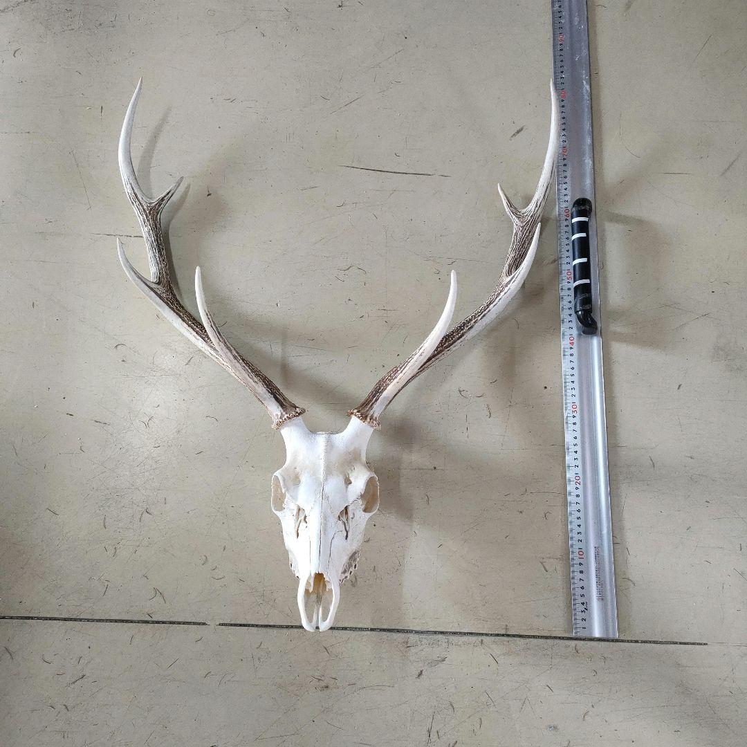 002 スカル頭蓋骨　ハンティングトロフィー　剥製　はく製　エゾシカ