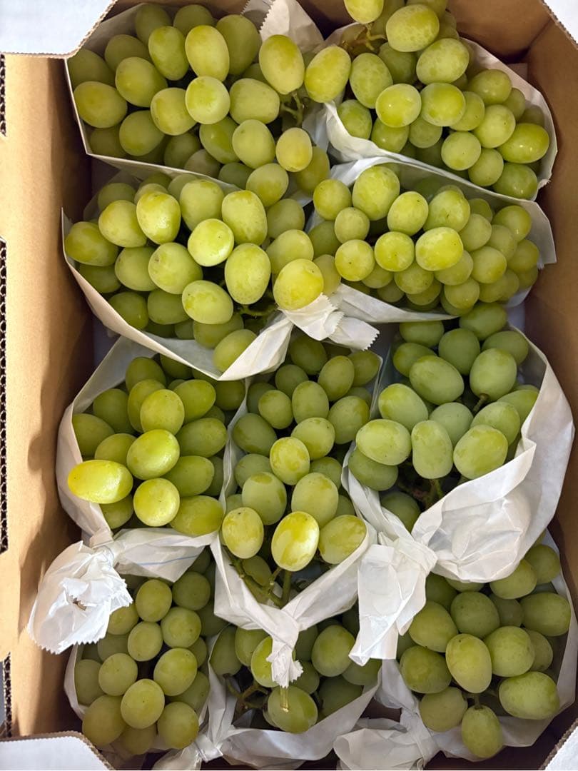 シャインマスカット　5kg