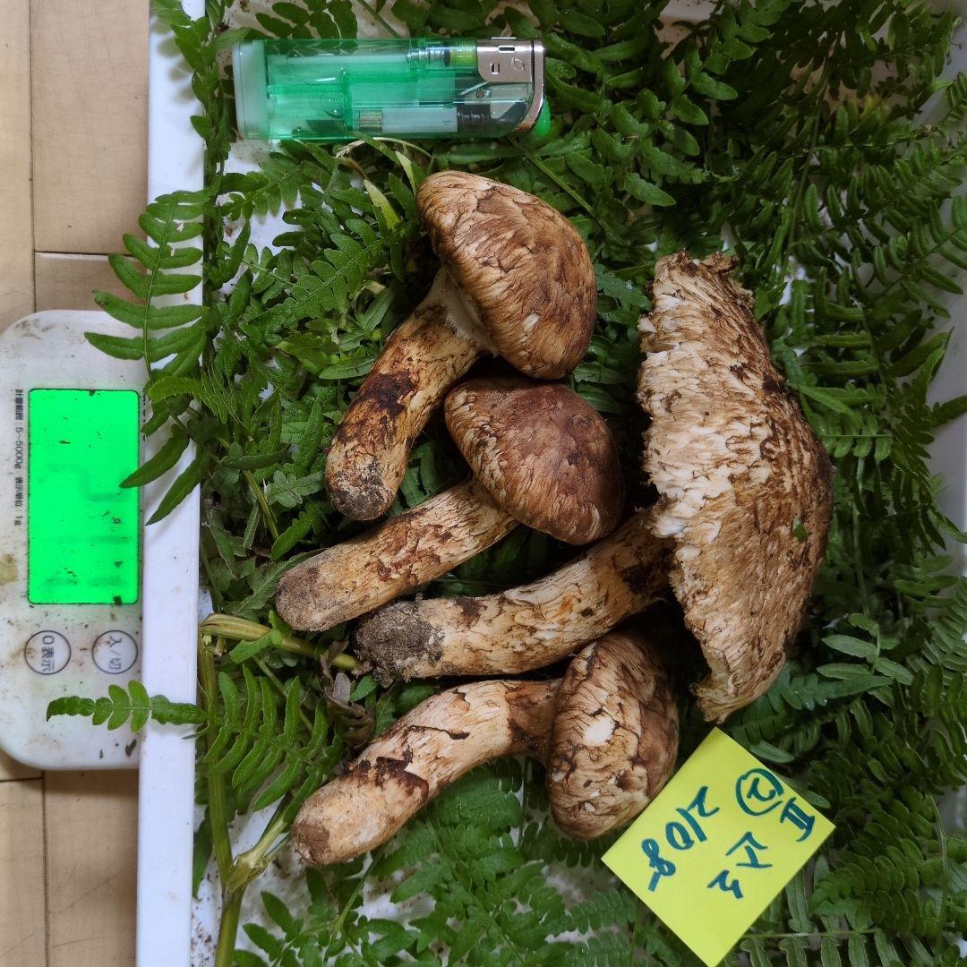 和歌山松茸 新鮮朝市　込み込み 210㌘