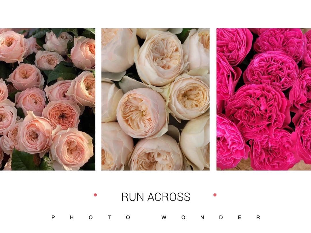 「古澤　蓮」切り花品種バラ苗　レア　4点