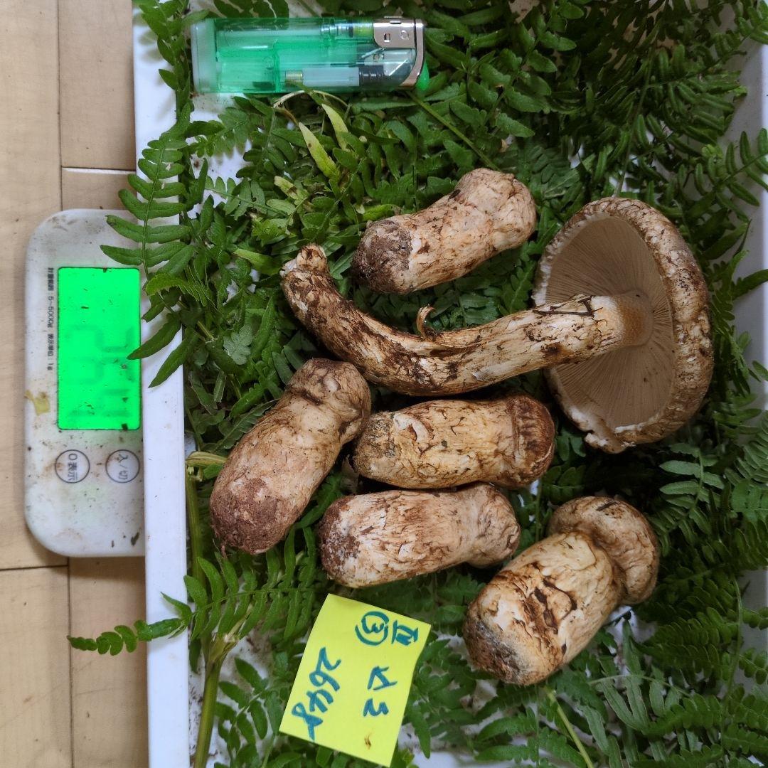 和歌山松茸 新鮮朝市　込み込み　264㌘