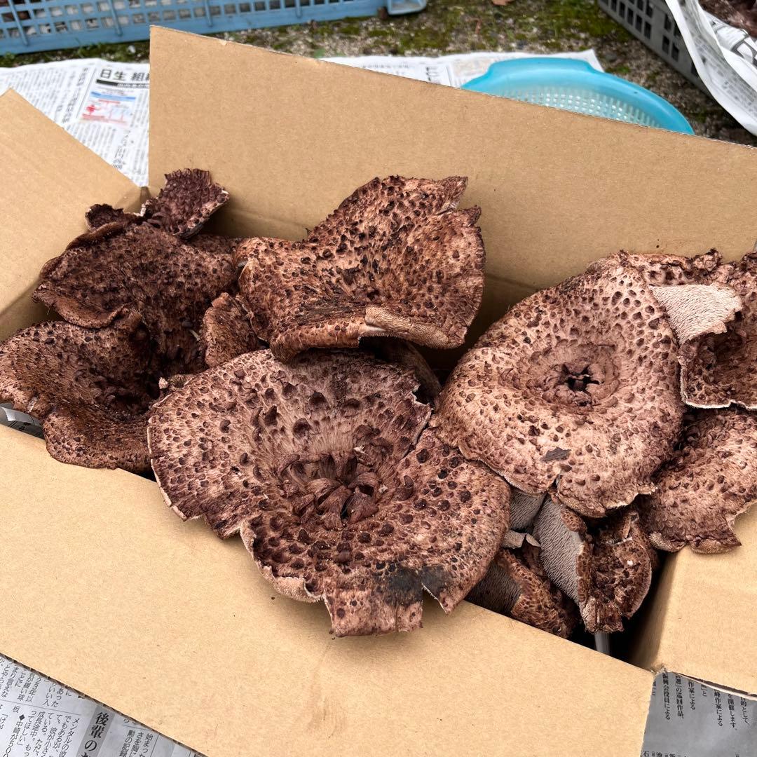 天然香茸‼️広島産　2000g 10月15日採りたて　クール便送料無料‼️