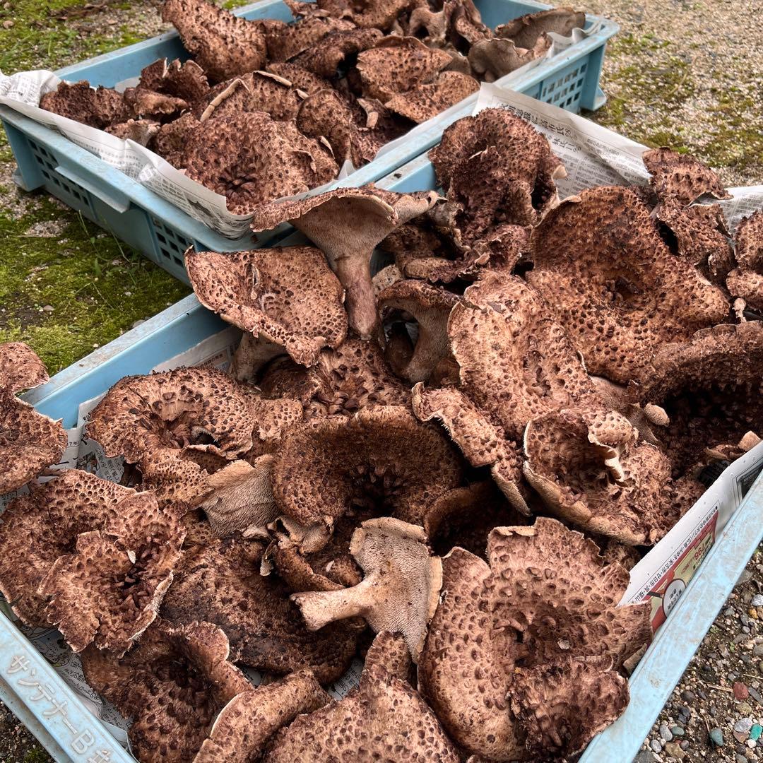 天然香茸‼️広島産　2000g 10月15日採りたて　クール便送料無料‼️