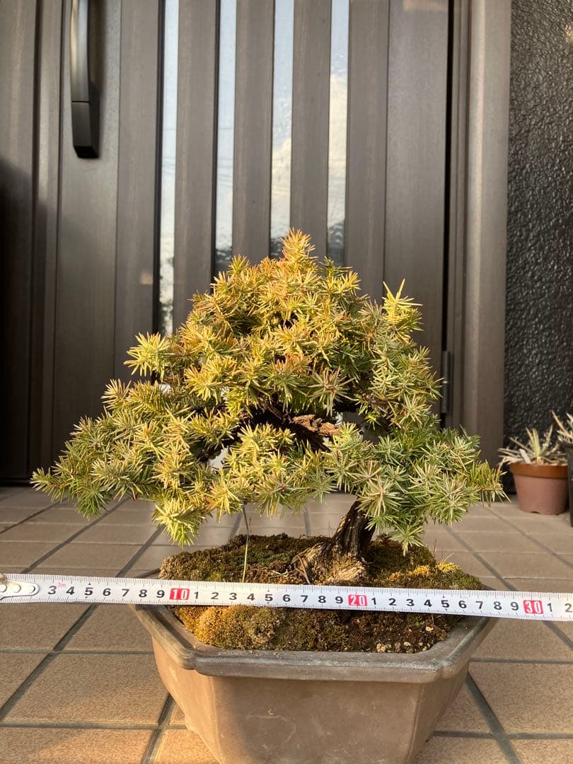 ◉杜松盆栽　究極の逸品　幹の曲と美しい樹形が超魅力！　　大特価！早いもの勝ち