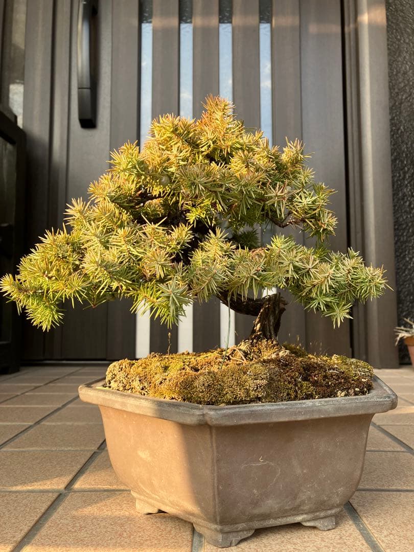 ◉杜松盆栽　究極の逸品　幹の曲と美しい樹形が超魅力！　　大特価！早いもの勝ち