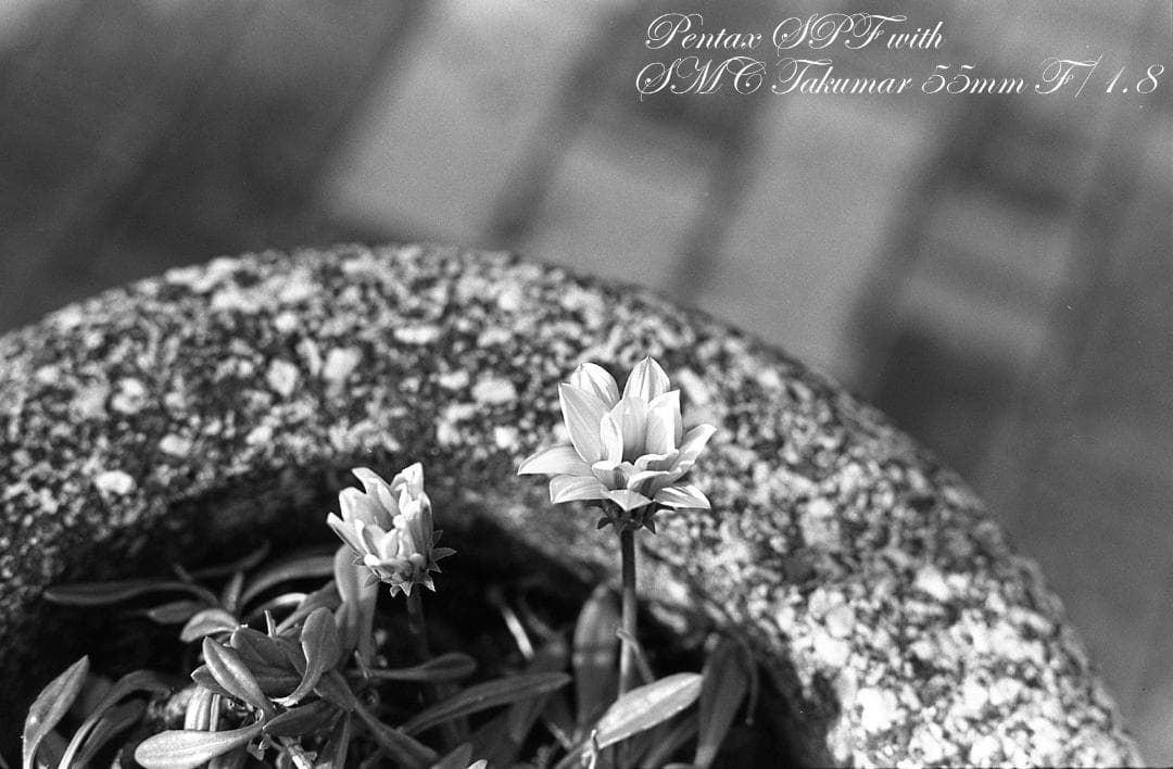 【整備済完動品】PENTAX SPF SMC TAKUMAR 55mm F1.8