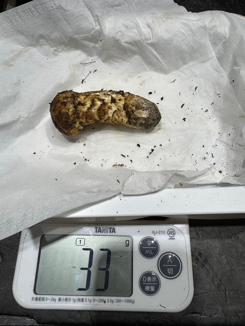 本日終了　岐阜県産　国産　松茸　500g　クロネコクール便着払い