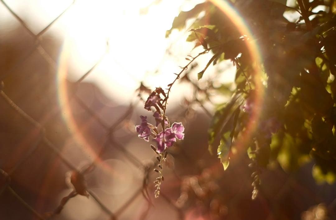 美品　super takumar 55mm f1.8 オールドレンズ