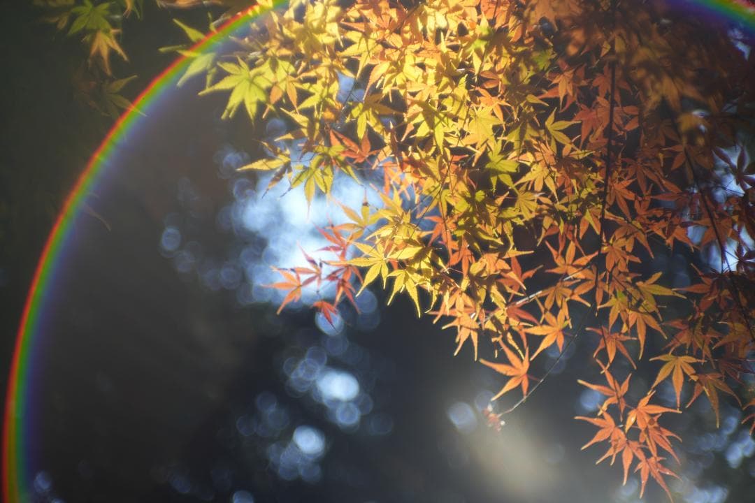 Nikon Nikkor-S.C 50mm f1.4 L39 単焦点レンズ