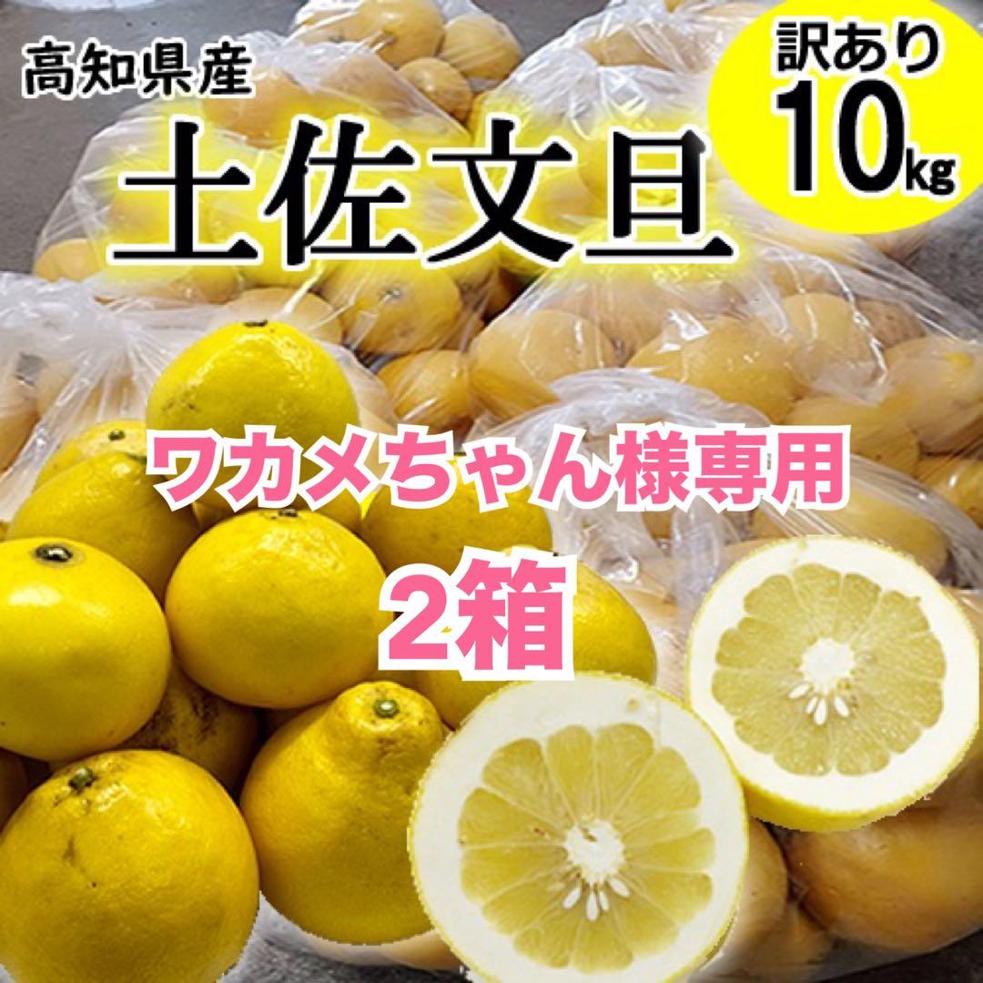 ワカメちゃん　高知特産土佐文旦　4Lサイズ　13〜15玉　約10㎏　2箱