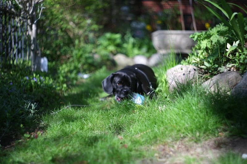 48　ぐるぐるボケレンズ　ヘリオス　44-2　M42アダプター付