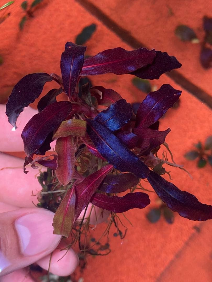 ブセファランドラspゴーストカリマンタン 群生株