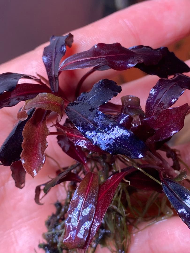 ブセファランドラspゴーストカリマンタン 群生株