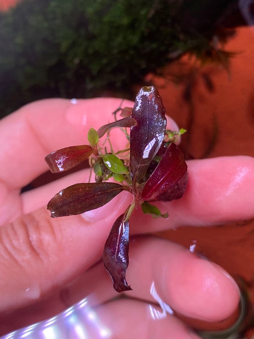 ブセファランドラspゴーストカリマンタン 群生株