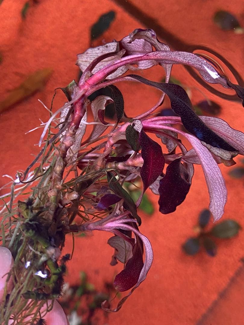 ブセファランドラspゴーストカリマンタン 群生株