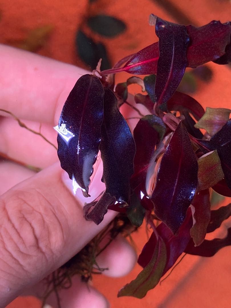 ブセファランドラspゴーストカリマンタン 群生株