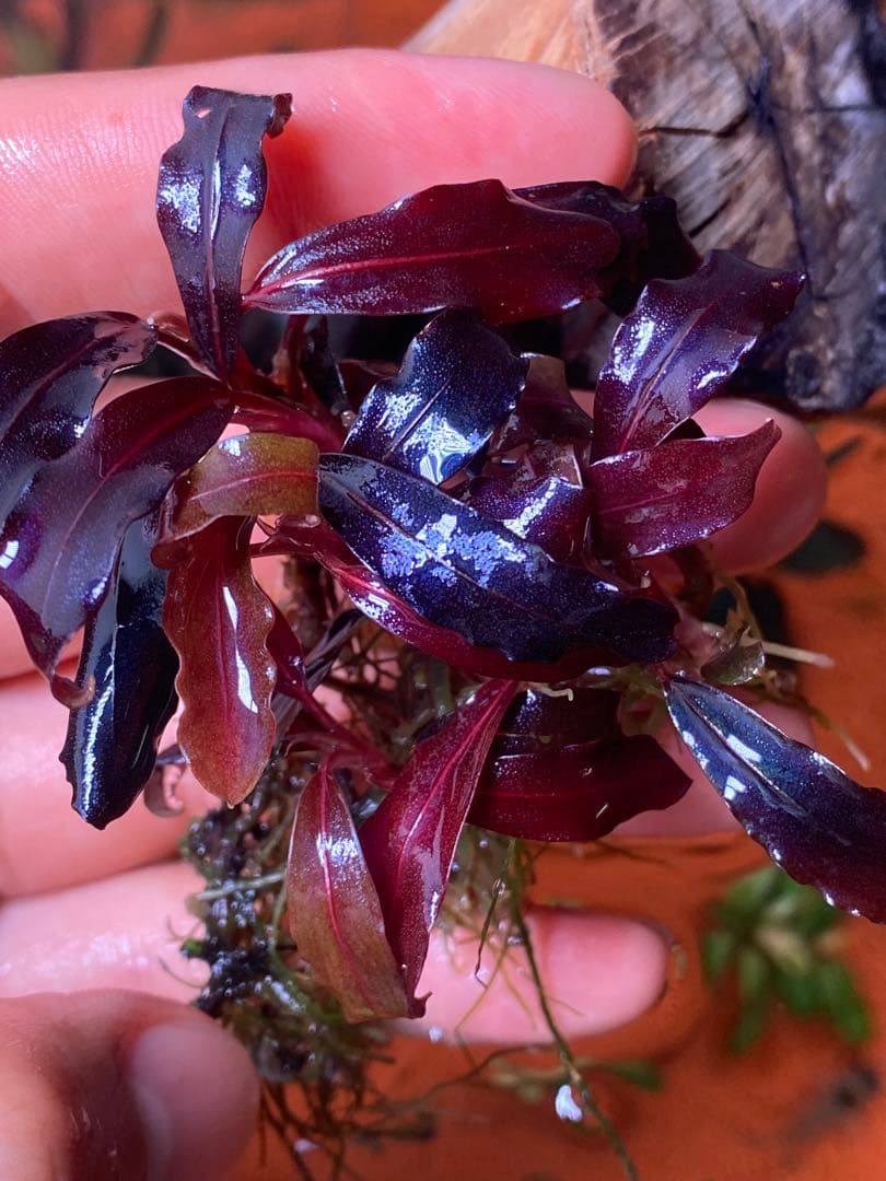 ブセファランドラspゴーストカリマンタン 群生株