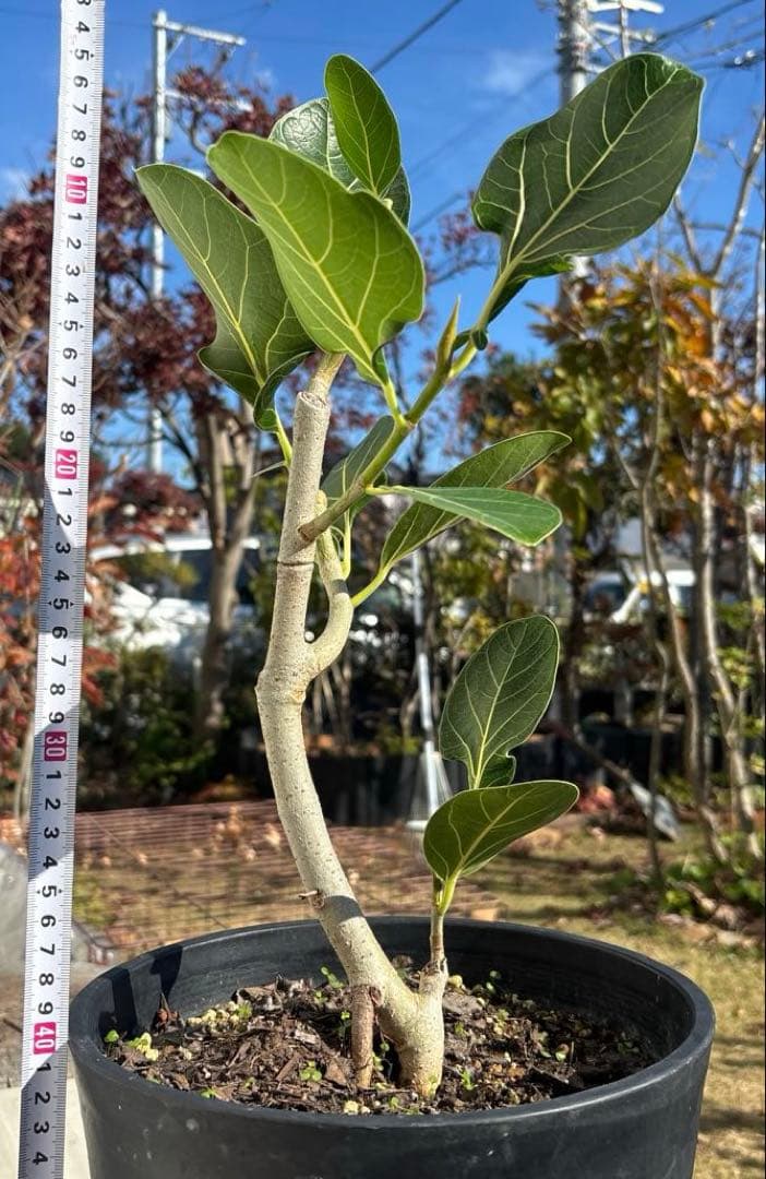 みさと　フィカス　クリシュナボダイジュ　植物　インテリア