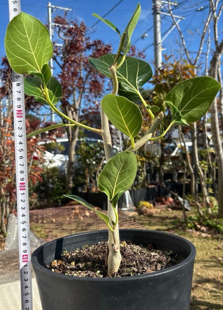 みさと　フィカス　クリシュナボダイジュ　植物　インテリア