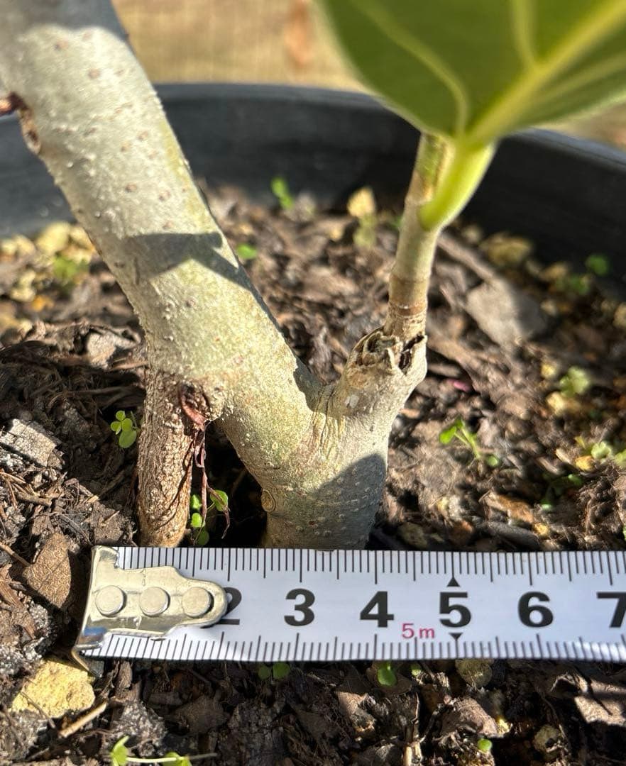 みさと　フィカス　クリシュナボダイジュ　植物　インテリア