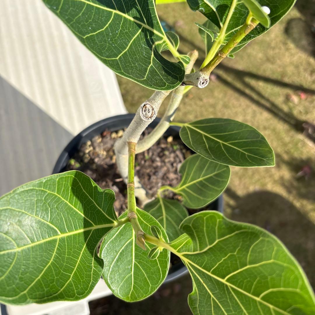 みさと　フィカス　クリシュナボダイジュ　植物　インテリア