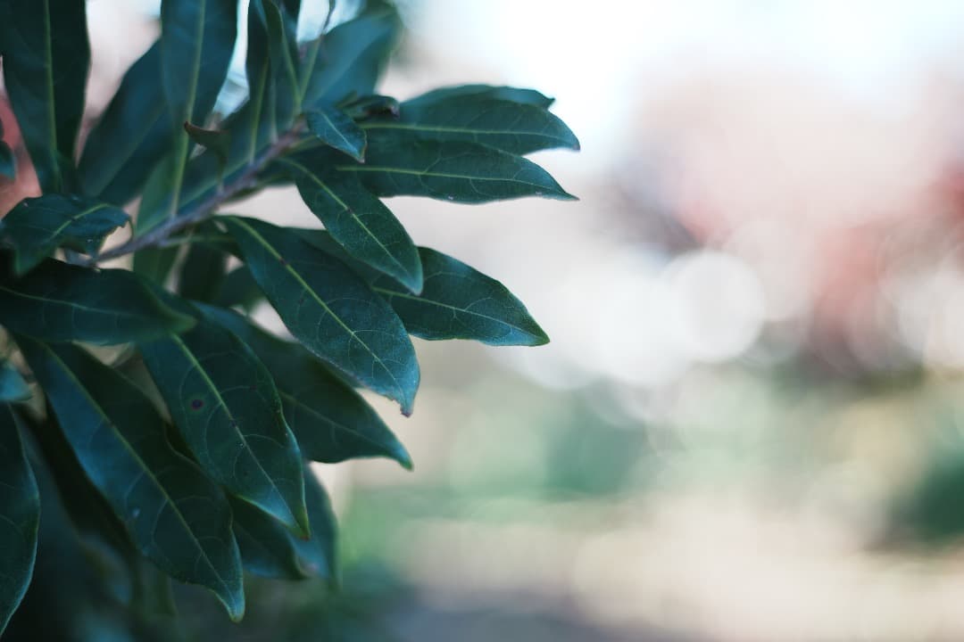 希少 pentax Auto Takumar 55mm f1.8 ゼブラ 989