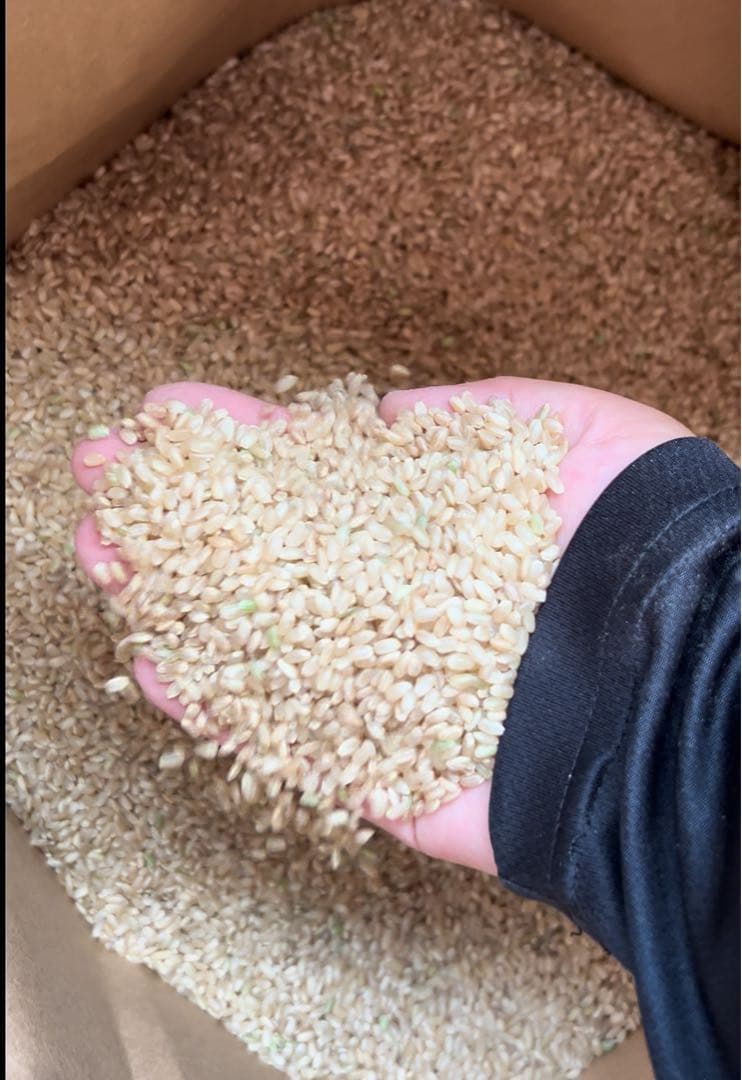 米農家直送 令和6年度 ヒノヒカリ白米10キロ 低農栽培 宮崎県産