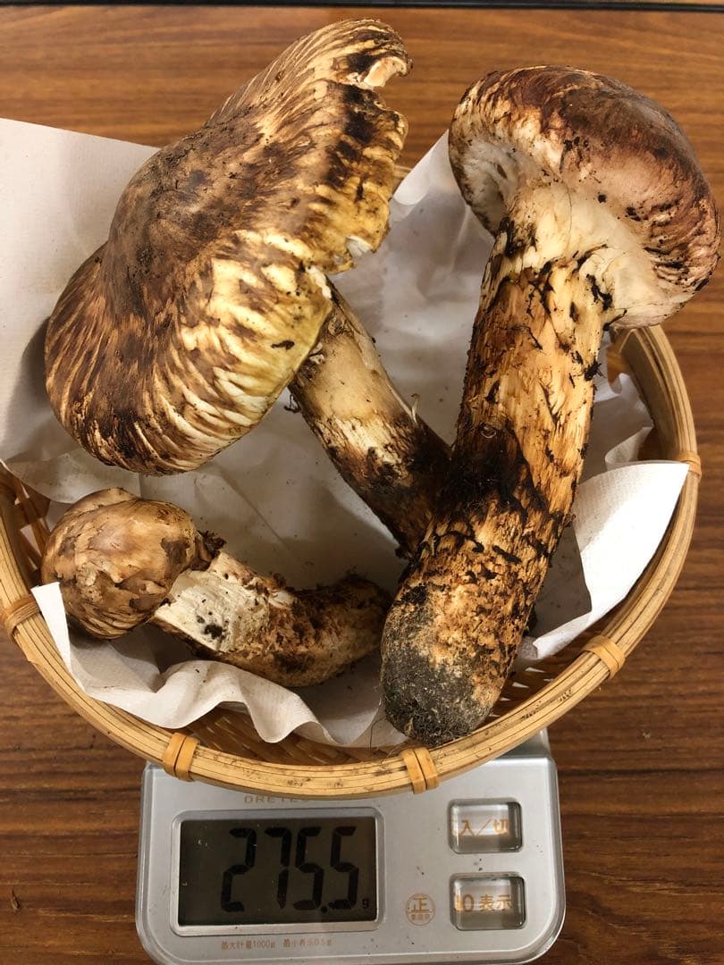 岩手県産　傷あり天然松茸（275.5g）