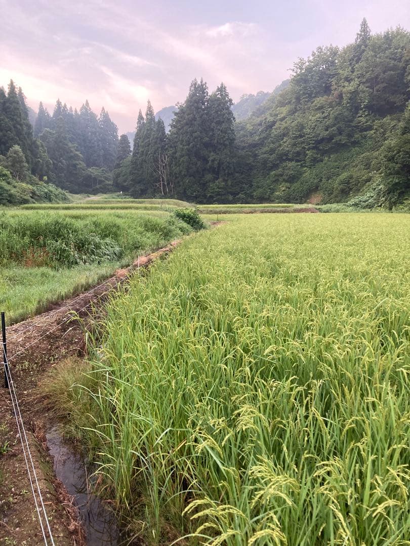 令和7年魚沼コシヒカリ精米10kg