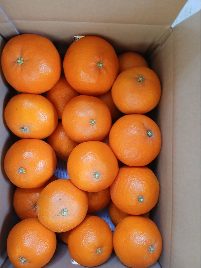 マドンナ10キロと5キロ2箇所送付　近畿地方