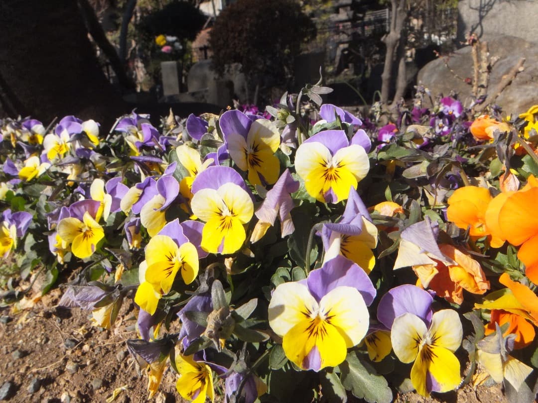 実写美⭕️良品【動作確認済】FUJIFILM FinePix Z950EXR