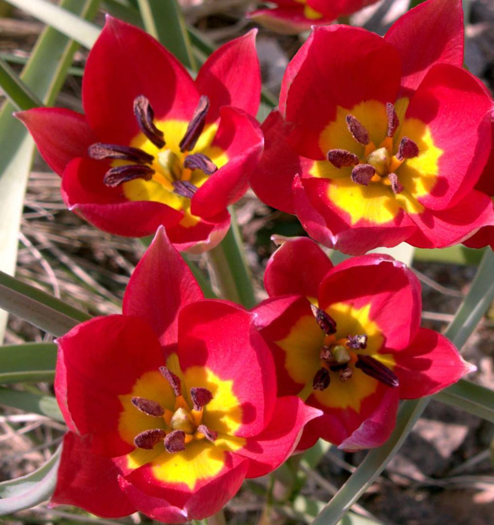 しいたけホダ木　チューリップ4種