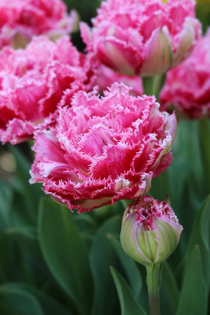 しいたけホダ木　チューリップ4種