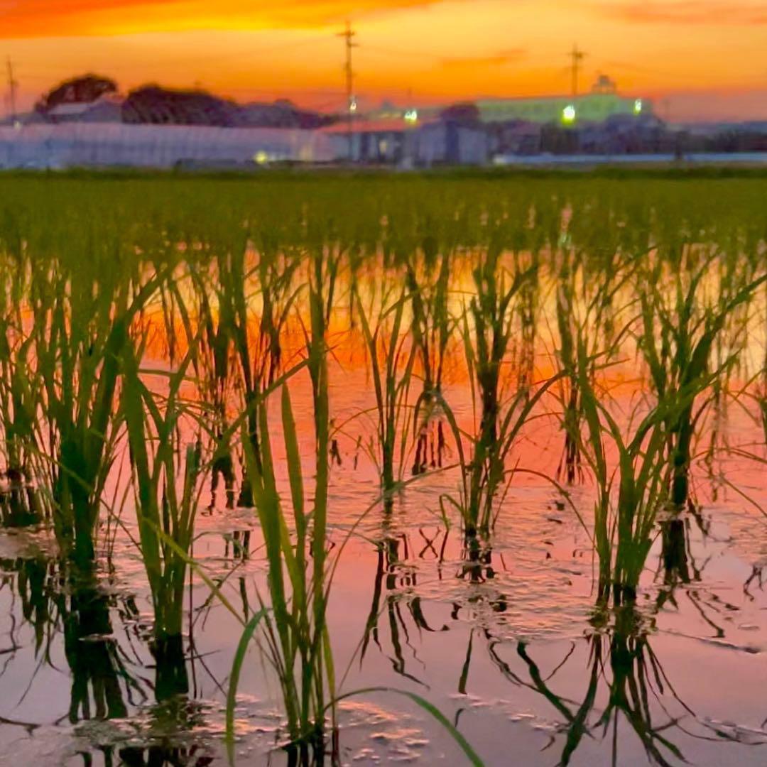 【送料無料】農家直送 玄米12㎏ 農薬不使用 有機栽培 天日干し お米 静岡より