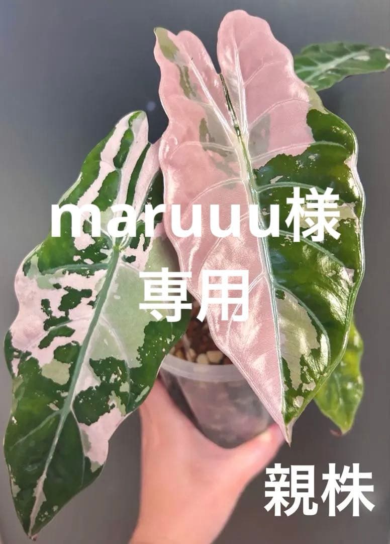 専用【芋】 アロカシア　シャントリエリ　ピンク　斑入り