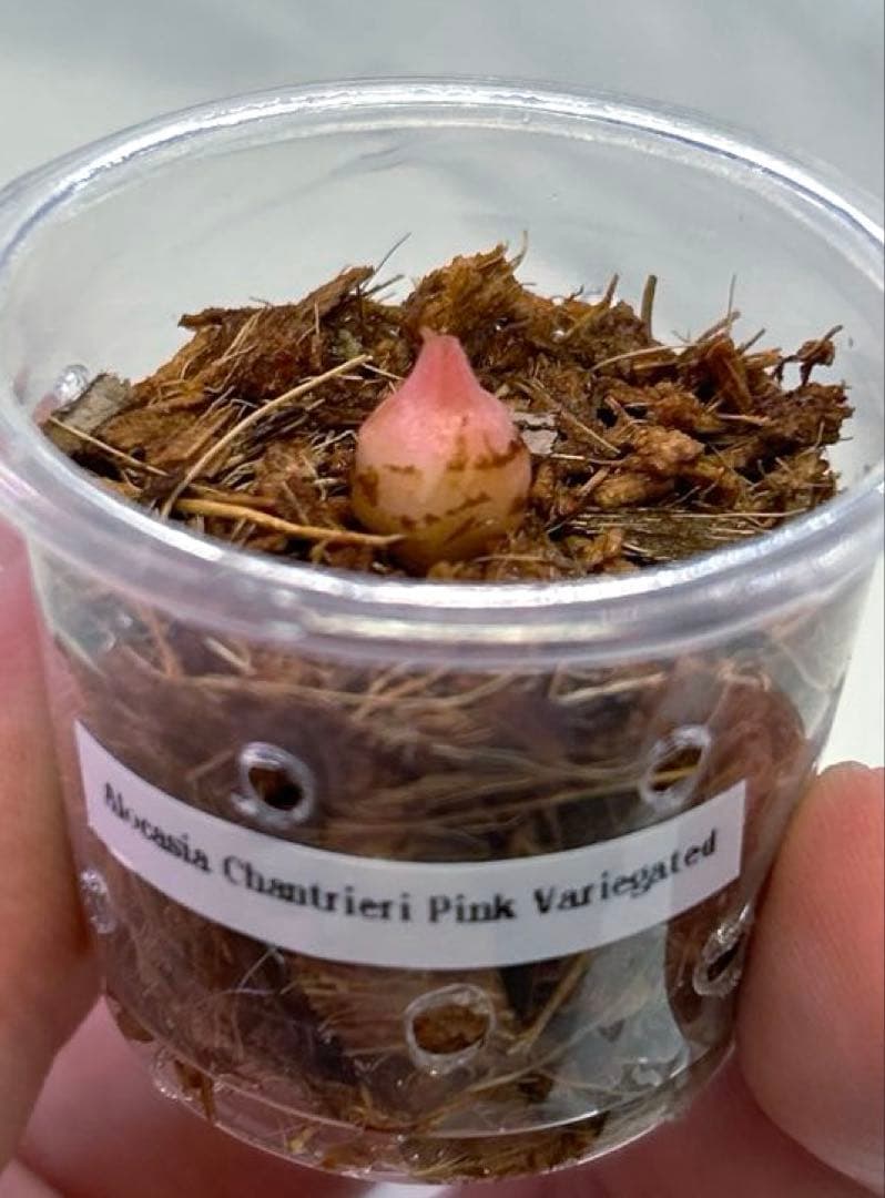 専用【芋】 アロカシア　シャントリエリ　ピンク　斑入り