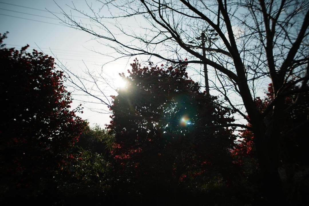 【幻のレンズ】Carl Zeiss Distagon 28mm F2 AEG 4