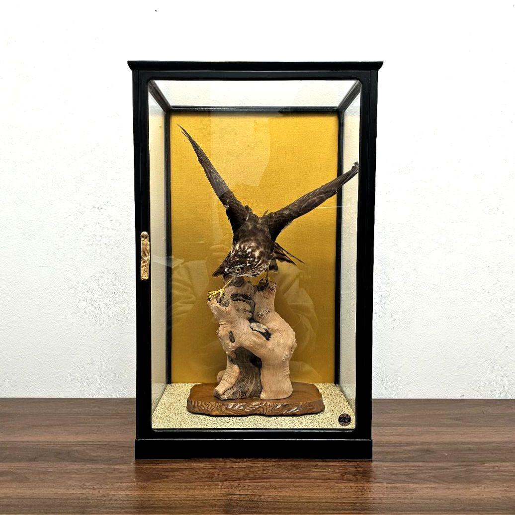 【きよ】鷹の剥製 ガラスケース付き
